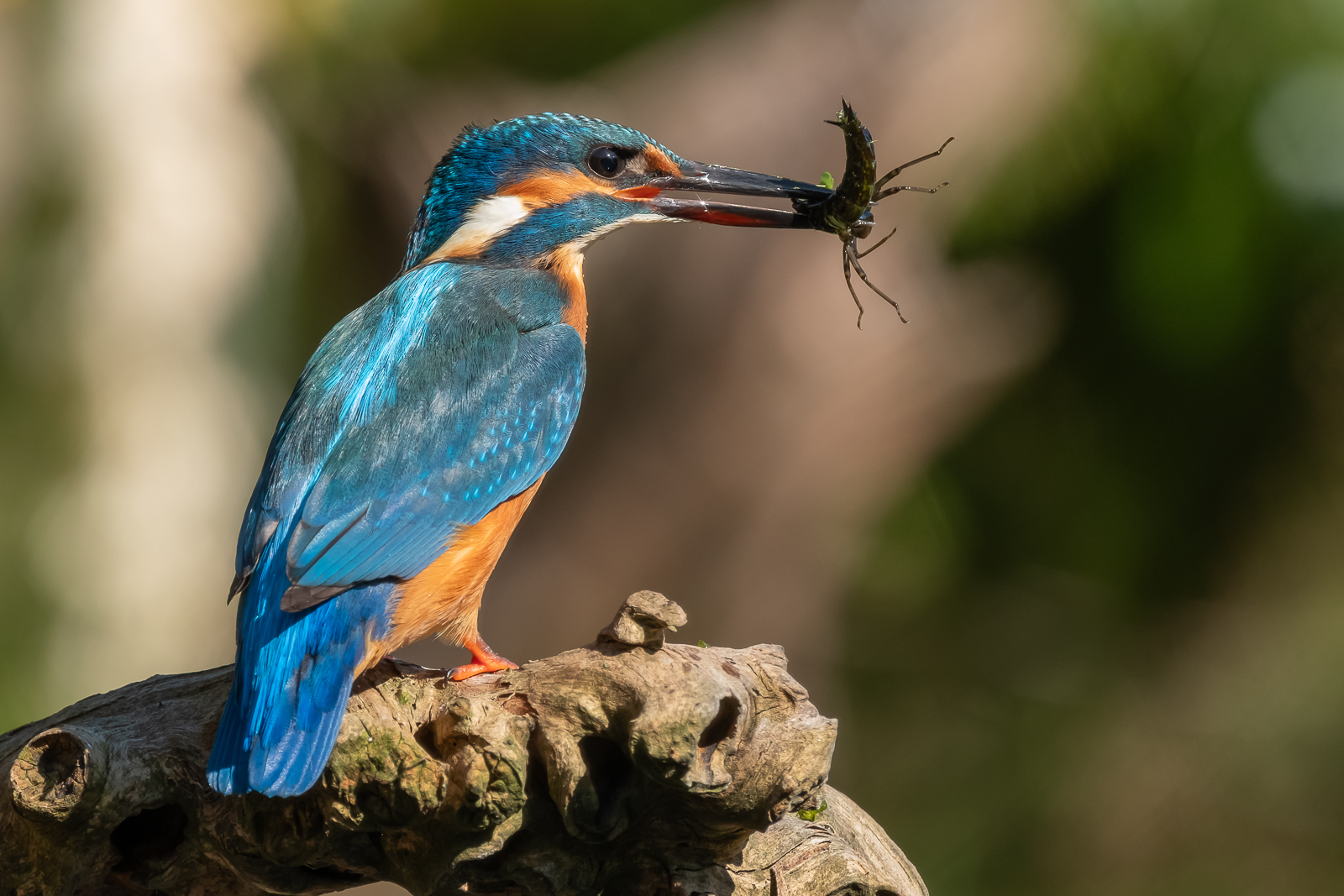 Eisvogel (Alcedo atthis) mit Beute