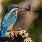 Eisvogel (Alcedo atthis) mit Beute