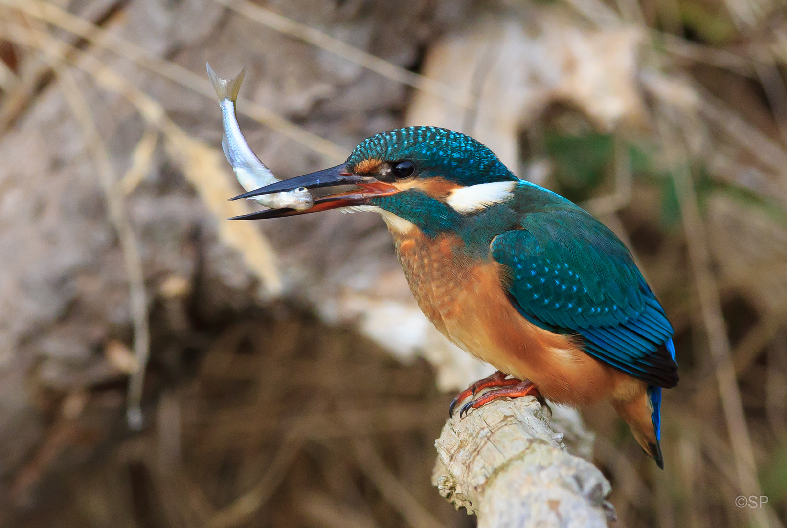 Eisvogel (Alcedo atthis) mit Fisch