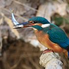 Eisvogel (Alcedo atthis) mit Fisch