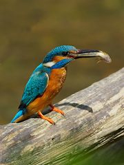 Eisvogel (Alcedo atthis) mit riesem großen Fisch