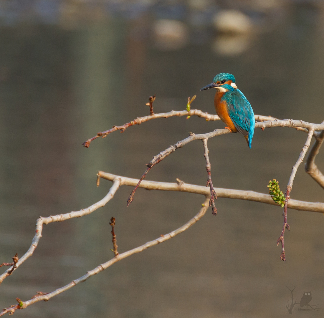 Eisvogel (Alcedo atthis), Nr. 1