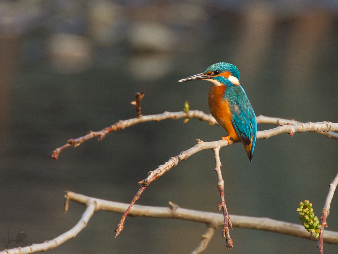 Eisvogel (Alcedo atthis), Nr. 2