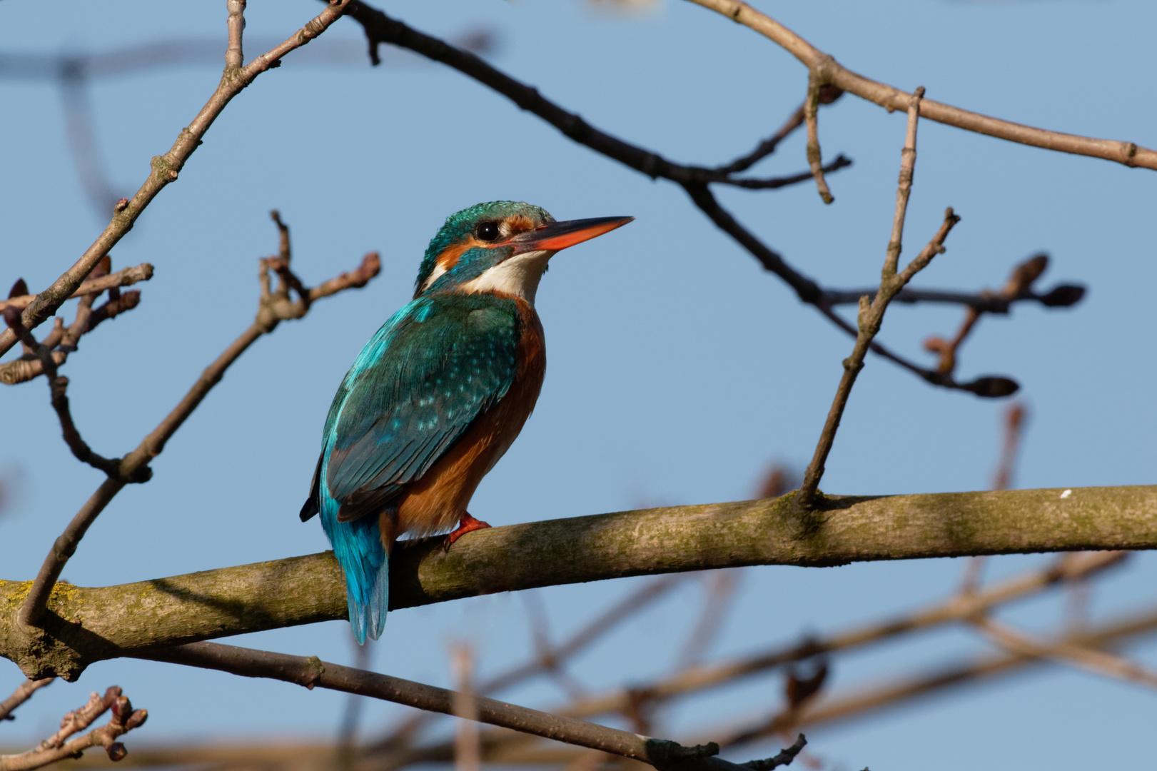 Eisvogel (Alcedo atthis)  Weibchen