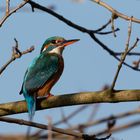 Eisvogel (Alcedo atthis)  Weibchen