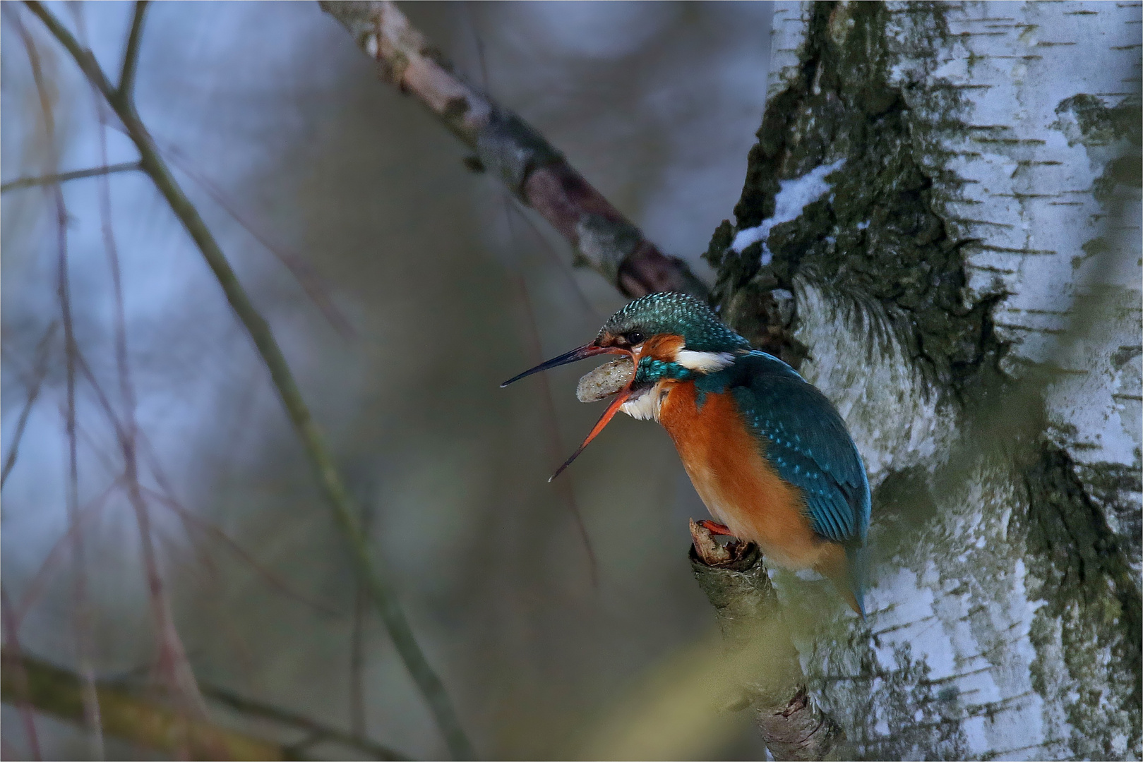 Eisvogel (Alcedo atthis) weibl.  mit Speiballen  ( Gewölle) 