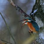 Eisvogel (Alcedo atthis) weibl.  mit Speiballen  ( Gewölle) 