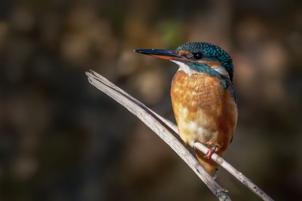  Eisvogel (Alcedo atthis) weiblich