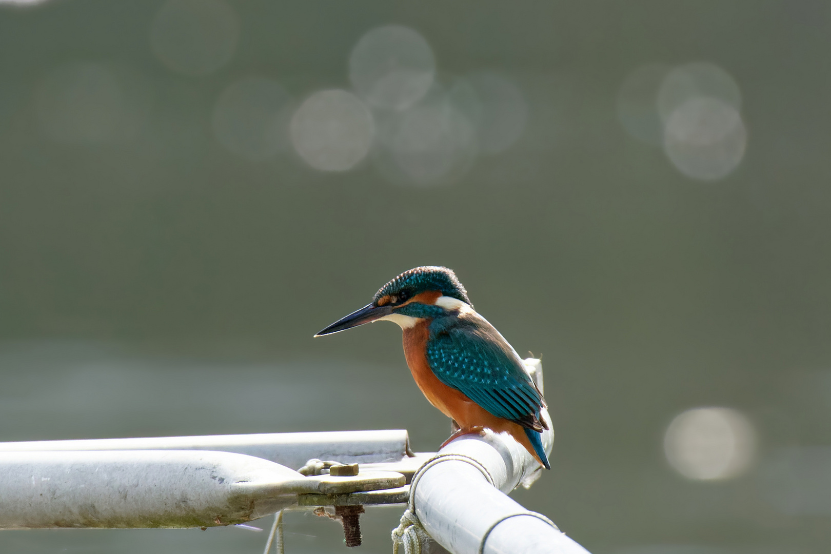 Eisvogel  (Alcedo atthis) , weiblich