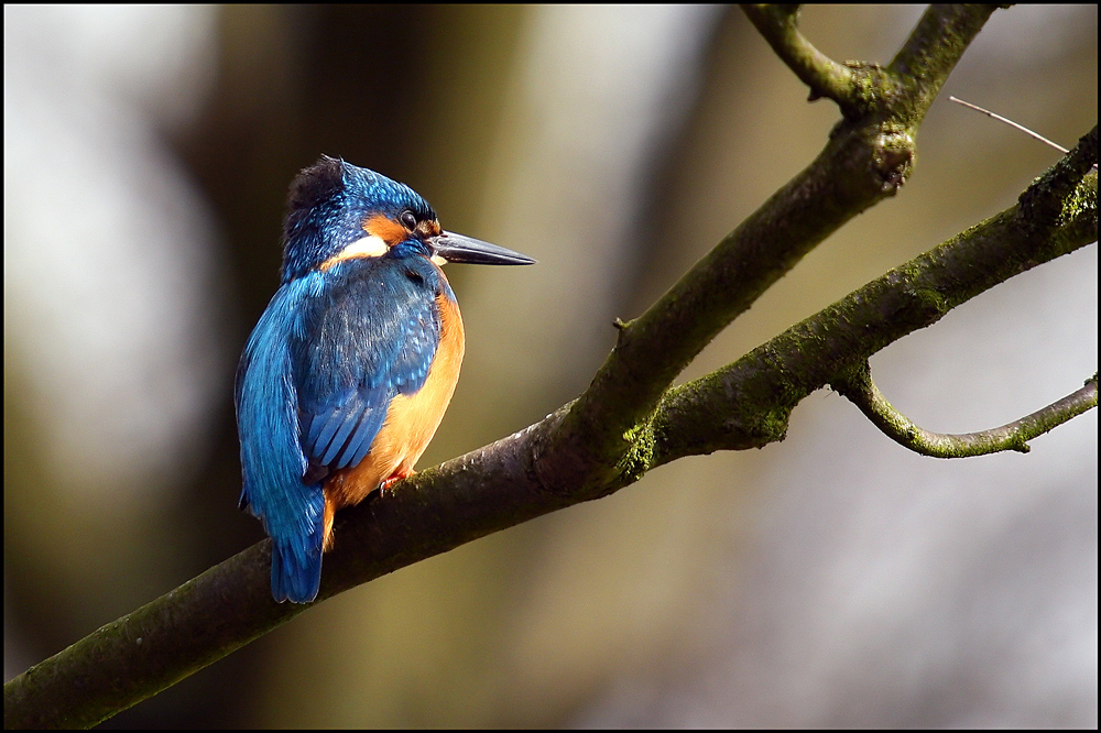 Eisvogel (Alcedo atthis)(m)