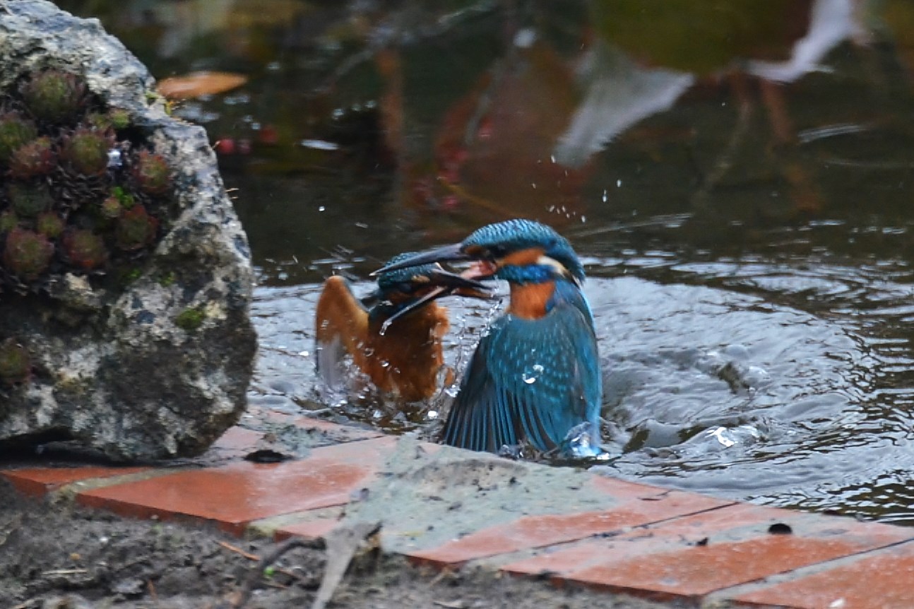 Eisvogel, alecdo athis 1