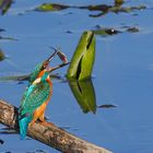 Eisvogel als Jongleur