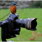 --- Eisvogel als Kameramann --- ( Alcedo atthis )