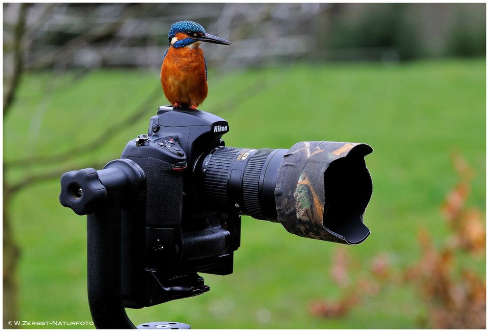 --- Eisvogel als Kameramann --- ( Alcedo atthis )