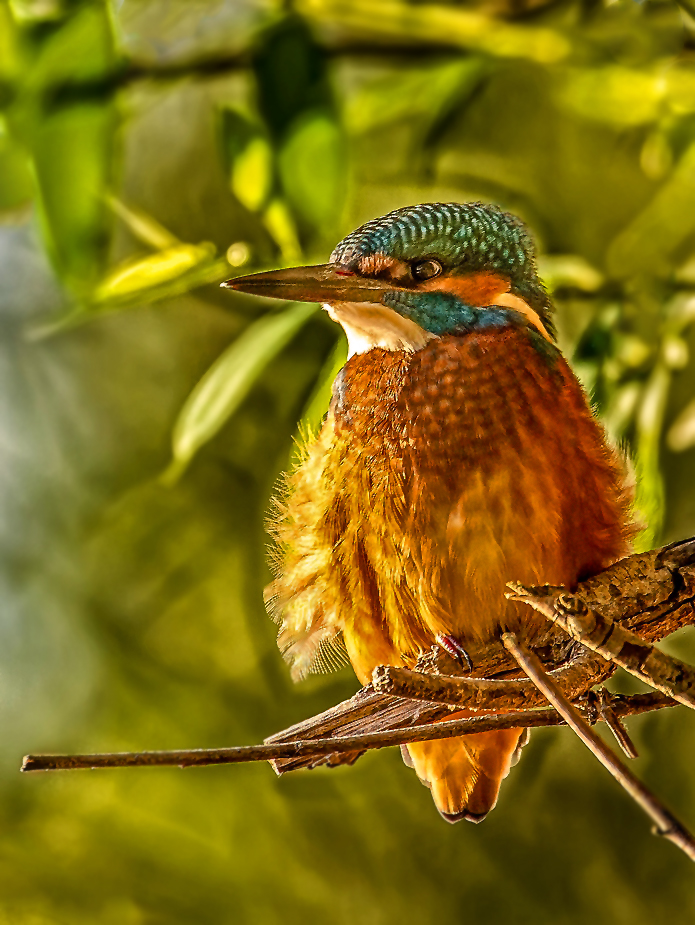 Eisvogel - als Pseudo-HDR