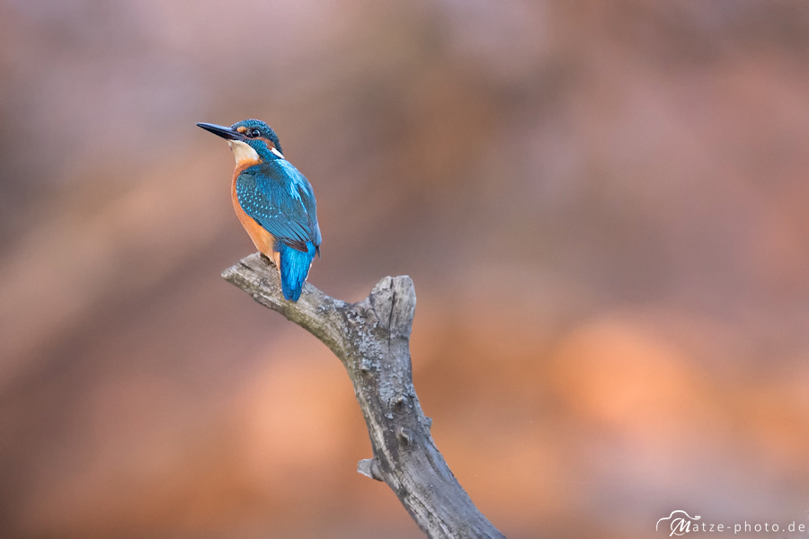 Eisvogel-Altmark