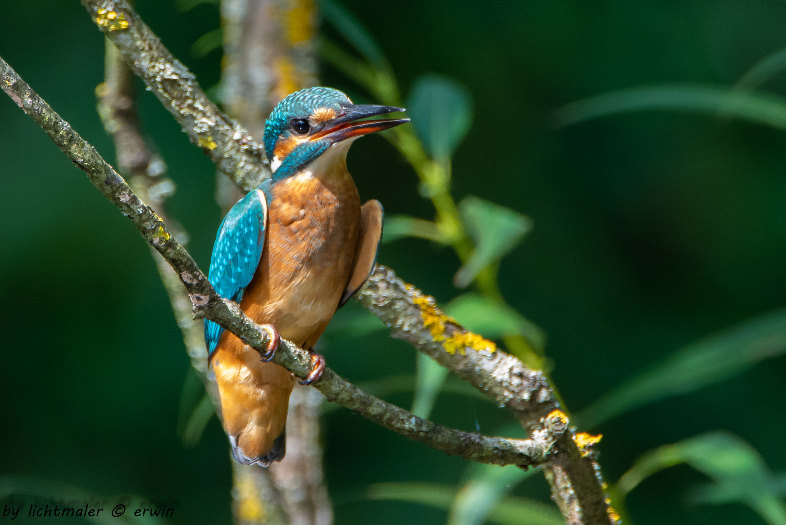 Eisvogel (Altvogel)