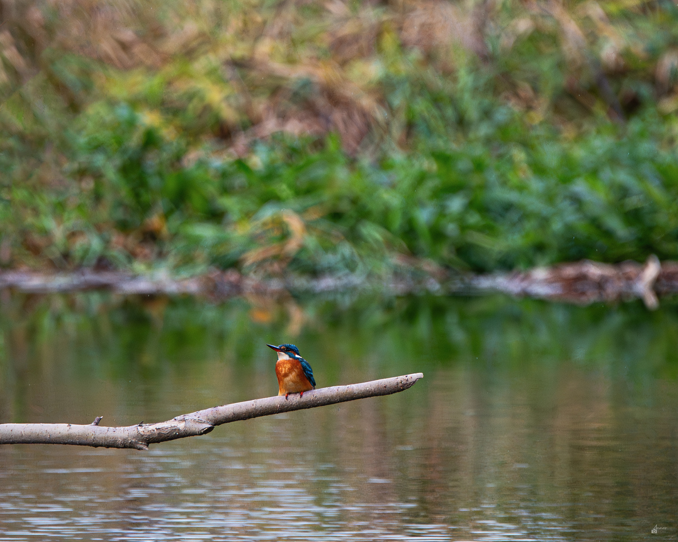 Eisvogel am 08.11.2023