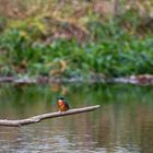 Eisvogel am 08.11.2023