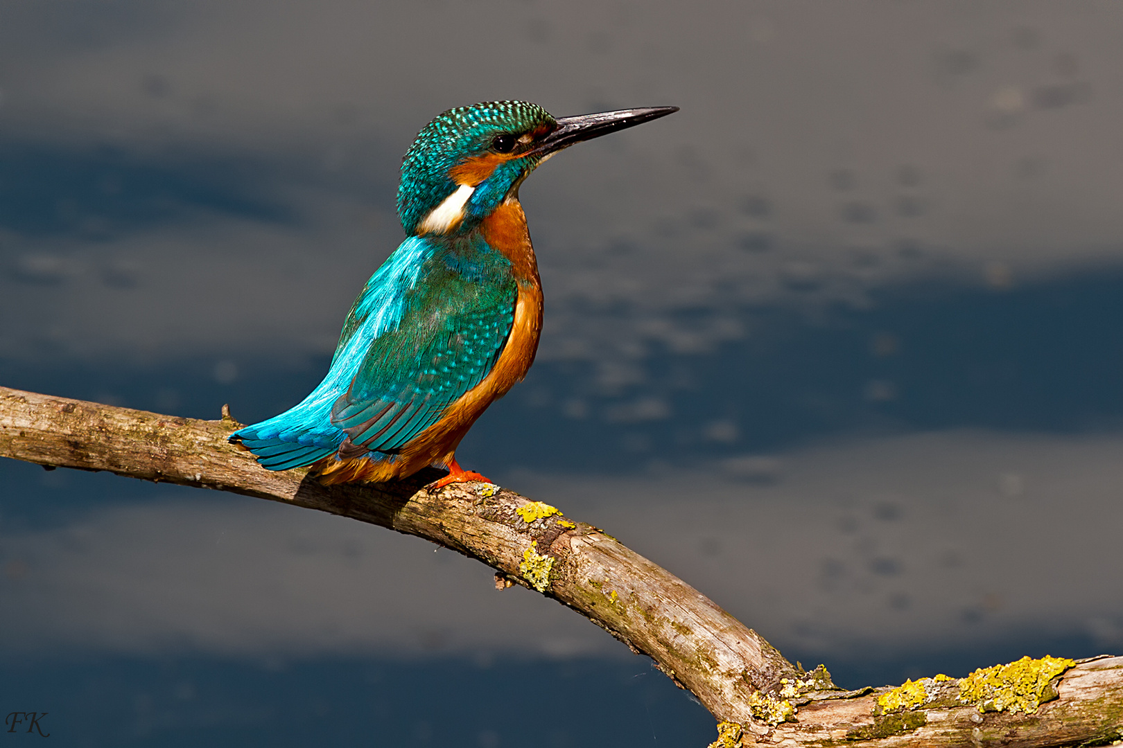             Eisvogel am Abend 