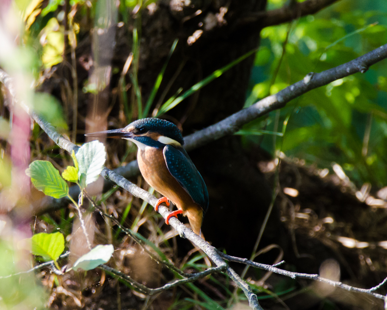 Eisvogel - am Abend