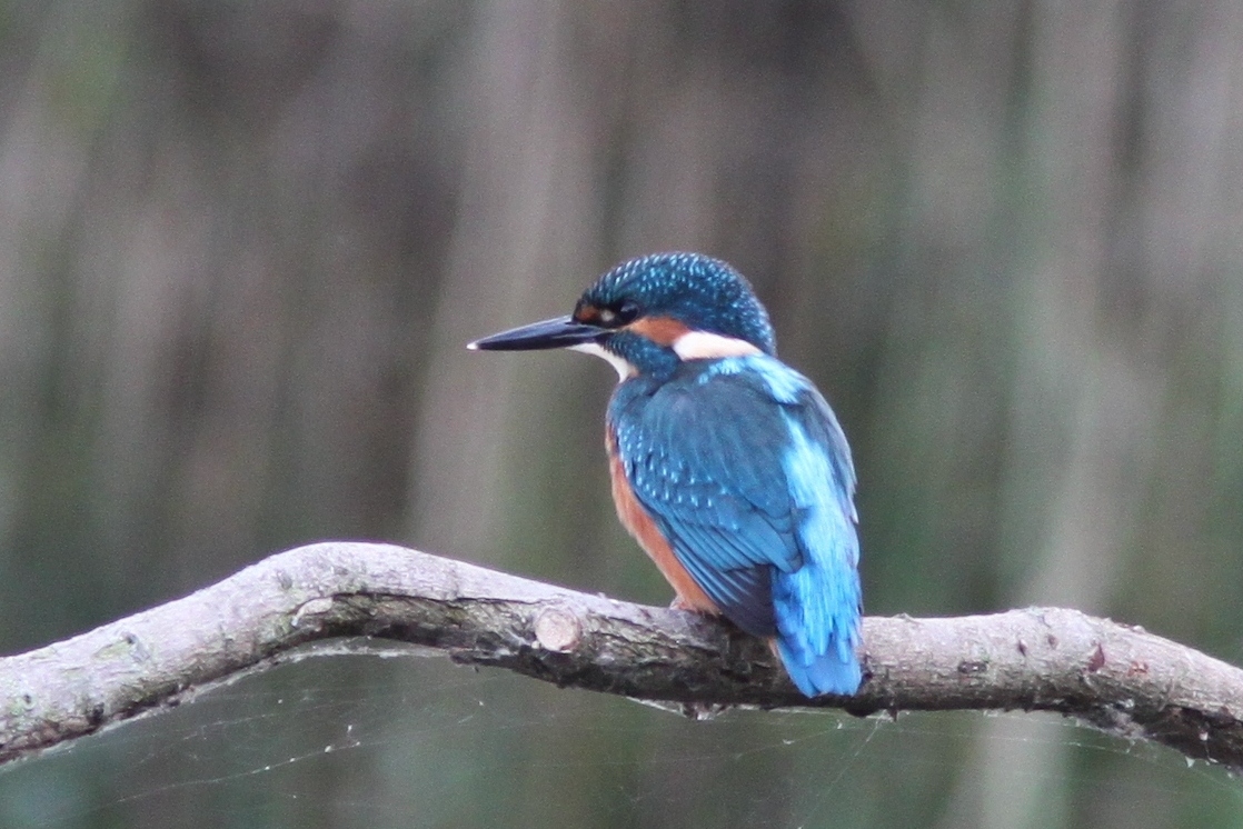 Eisvogel am Abend