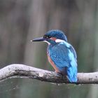 Eisvogel am Abend