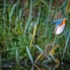 Eisvogel am Abend (ISO 8000)