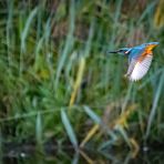 Eisvogel am Abend (ISO 8000)