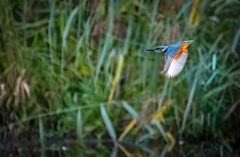 Eisvogel am Abend (ISO 8000)