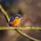 Eisvogel am Altarm Mülheim / Ruhr