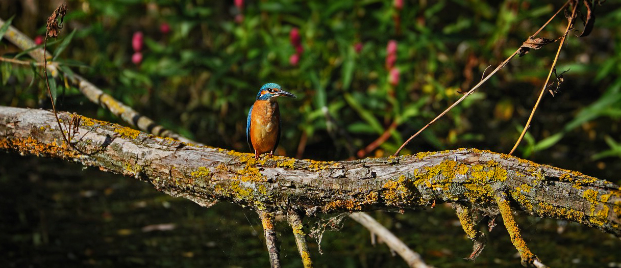 Eisvogel am Altmühlsee auf der Vogelinsel