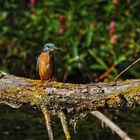 Eisvogel am Altmühlsee auf der Vogelinsel