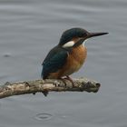 Eisvogel am Ansitz