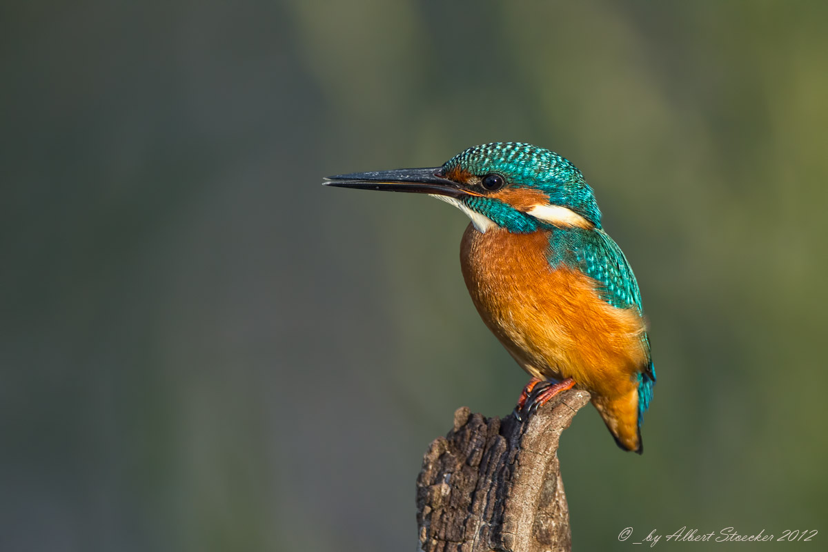 Eisvogel am Ansitz