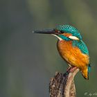 Eisvogel am Ansitz