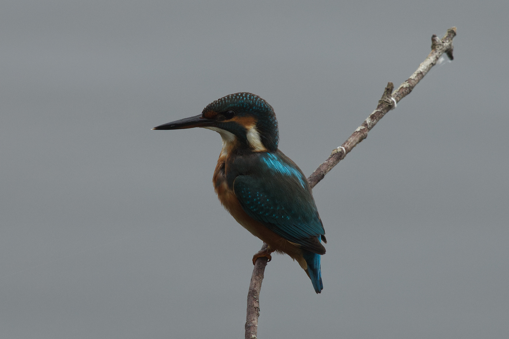 Eisvogel am Ansitz