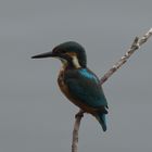 Eisvogel am Ansitz