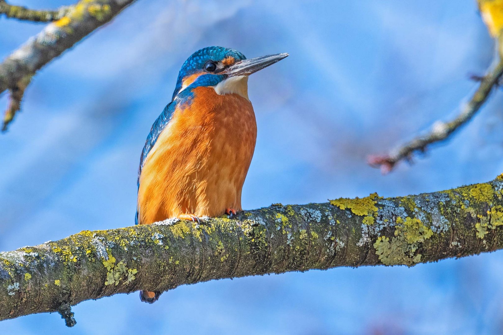 Eisvogel am Ansitz