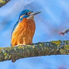 Eisvogel am Ansitz