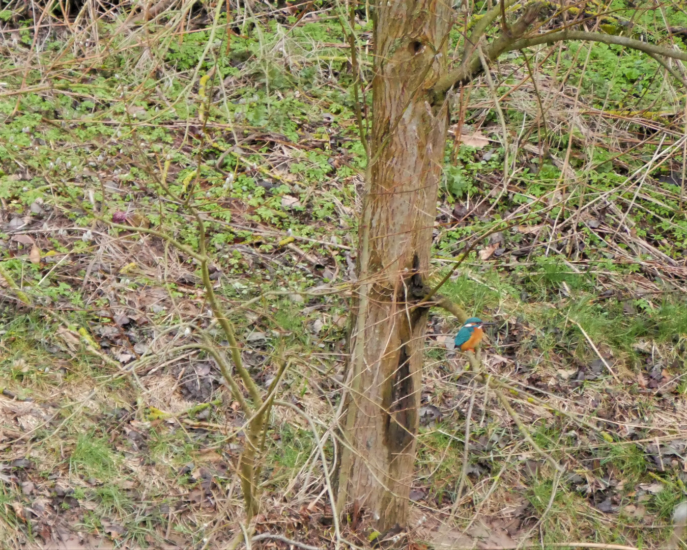 Eisvogel am Ansitz