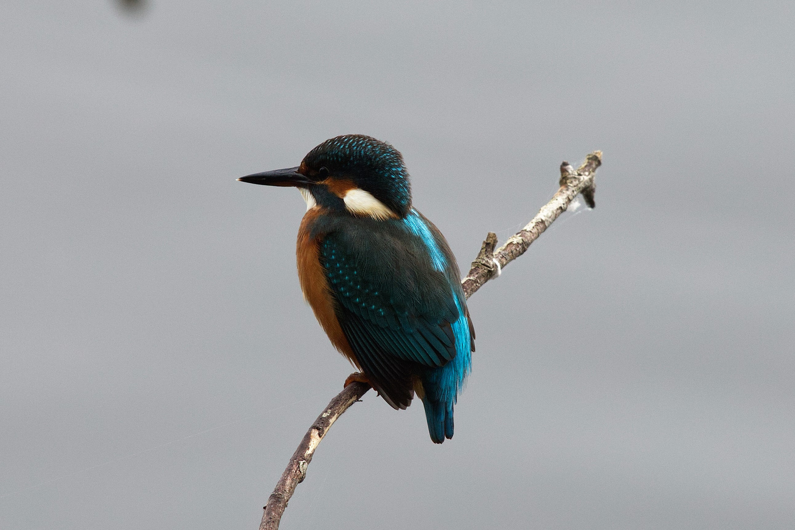 Eisvogel am Ansitz