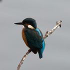 Eisvogel am Ansitz