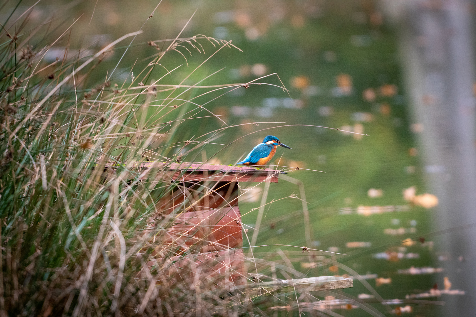 Eisvogel am Ansitz