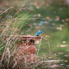 Eisvogel am Ansitz