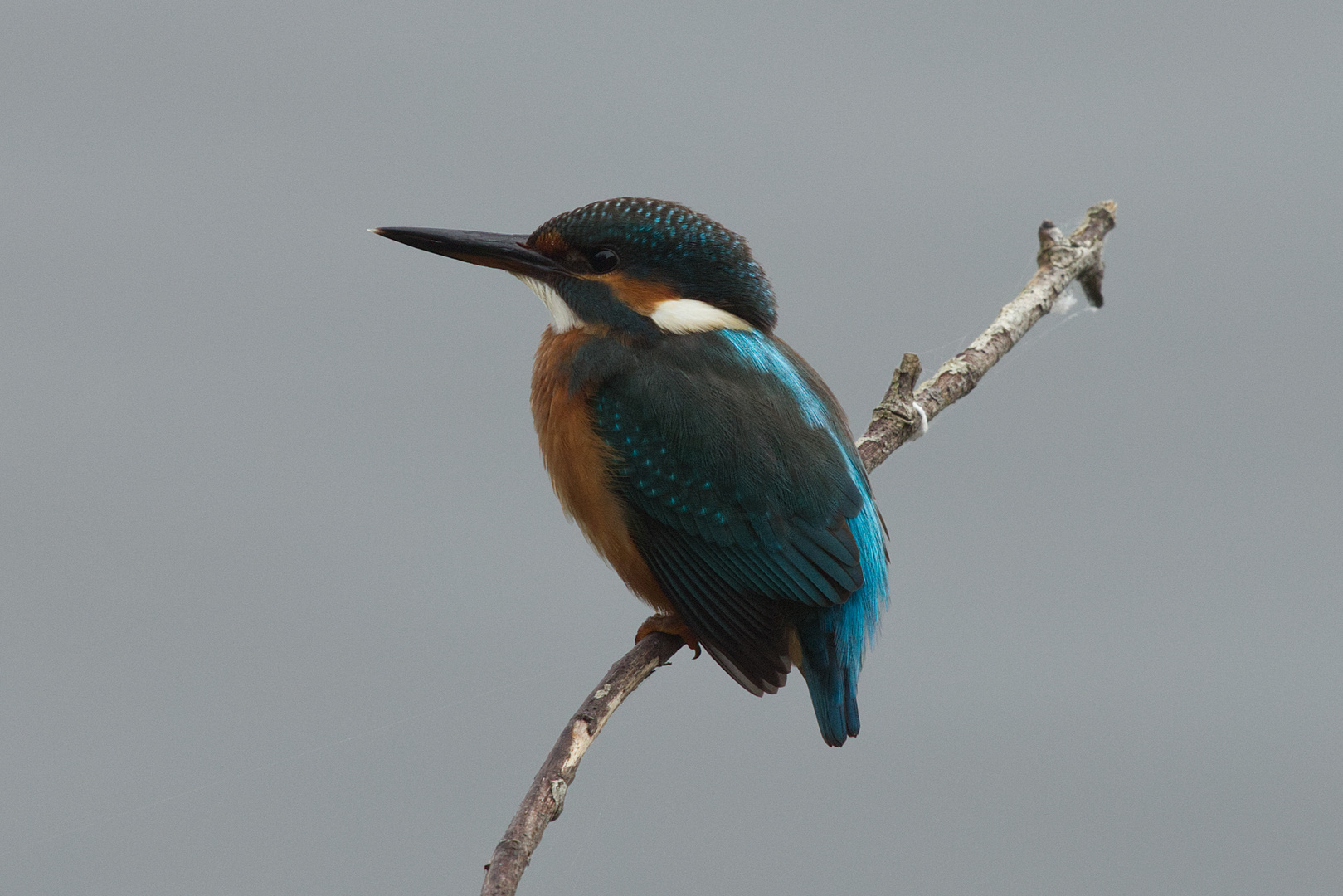 Eisvogel am Ansitz