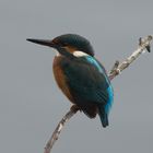 Eisvogel am Ansitz