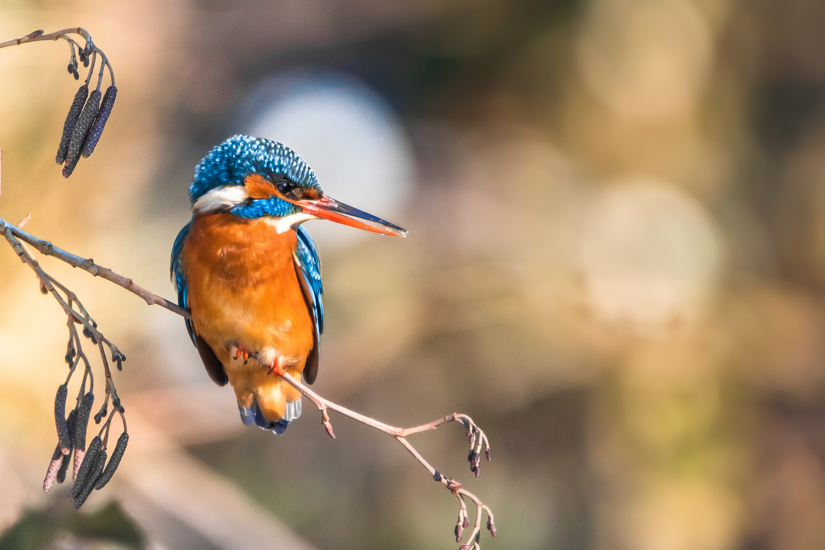 Eisvogel am Bach