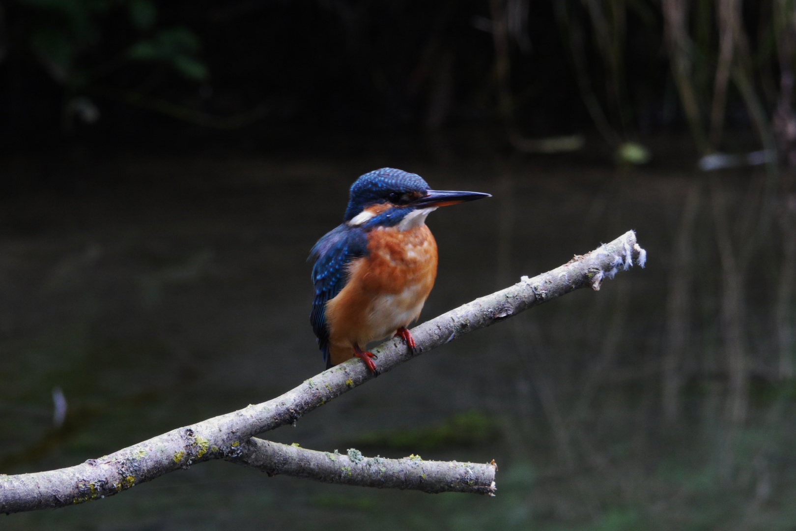 Eisvogel am Biotop 2