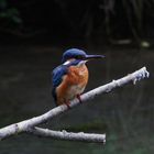 Eisvogel am Biotop 2